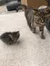 醇粹黑标全价鲜肉猫粮冻干成猫幼猫增肥长肉营养纯粹国产猫粮3斤 实拍图