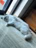 领先成猫尝鲜礼包主食级烘焙猫粮猫条餐盒汤包（新老款随机发货） 实拍图