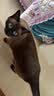 皇家猫粮 幼猫猫粮 幼猫专用 K36 通用粮 4-12月 400g 实拍图