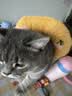 HELLOJOY猫咪专用小枕头宠物狗狗夏天u型枕头睡觉垫子猫毛毯保暖宠物用品 实拍图