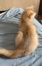 诚实一口P32全价猫粮成猫幼猫室内外低敏轻松蛋白易消化守护肠胃营养1.5kg 实拍图