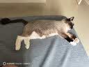 伟嘉成猫猫粮3.6kg海洋鱼味布偶夹心粮【原料透明】 实拍图