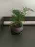 文竹盆栽绿植花卉盆景植物室内客厅水培文松云竹文竹大苗四季常青 文竹+舍得陶瓷盆+塑料圆底托 高度15-25cm 实拍图
