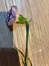 单头康乃馨随机色10枝（花苞发货） 教师节礼物送老师 实拍图