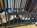 licheers猫狗窝凉席小型犬宠物猫咪睡垫夏季床垫泰迪中大型犬狗垫子 M号 实拍图