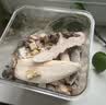 WEYES冻干14拼混合桶500g宠物猫狗零食冻干鸡肉鸡胸肉鸭肉粒营养补充 实拍图
