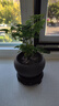 文竹盆栽绿植花卉盆景植物室内客厅水培文松云竹文竹大苗四季常青 文竹+舍得陶瓷盆+塑料圆底托 高度15-25cm 实拍图