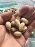 三只松鼠开心果500g/袋装 坚果炒货无漂白干果休闲零食品送礼 实拍图