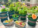 德沃多18L植物营养土通用养花土种菜有机土壤泥炭土绿植专用 实拍图