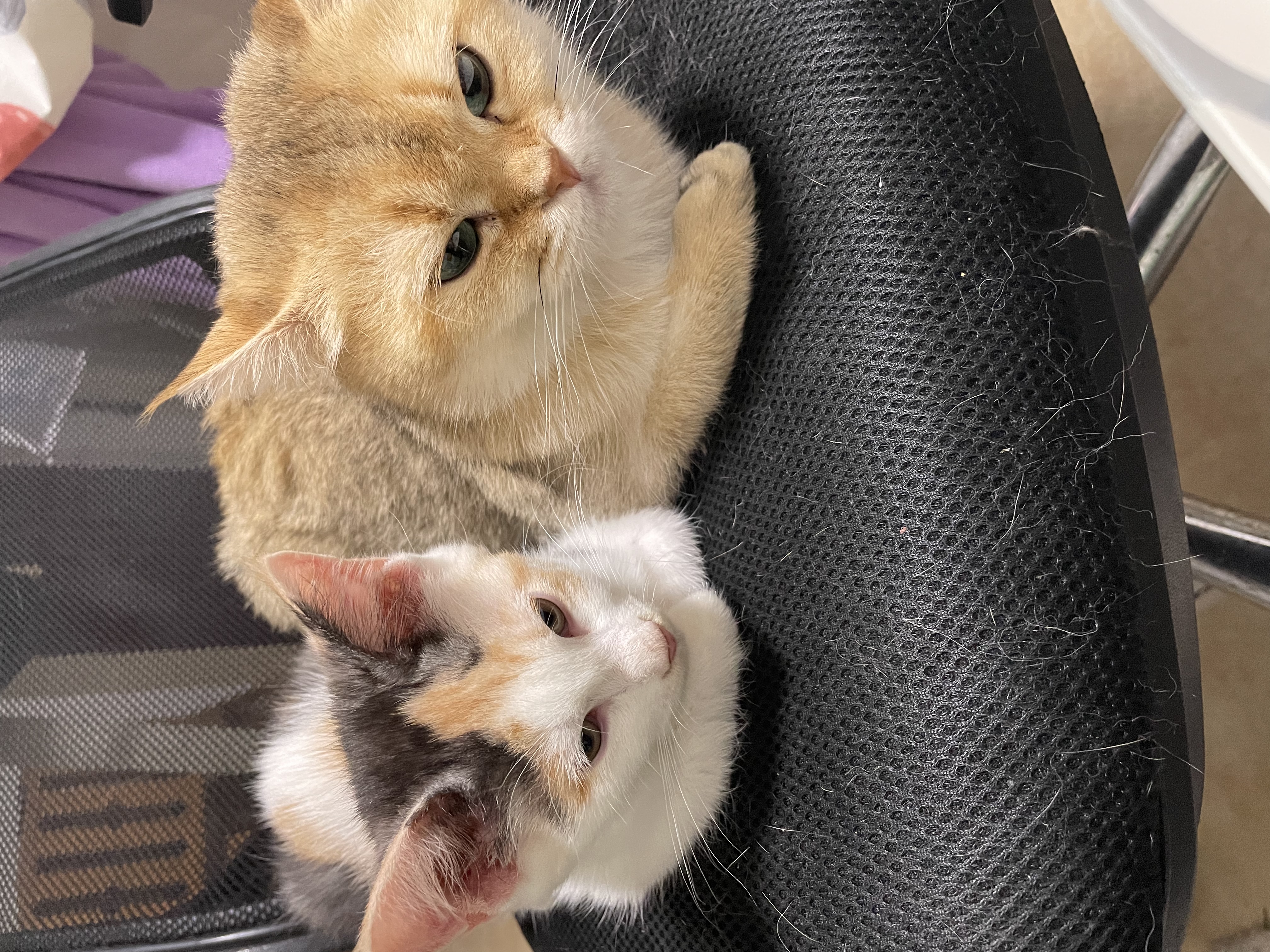 麦富迪猫粮 超肉粒冻干双拼成猫粮美毛护肠三文鱼10kg/20斤【宠物金选】 实拍图