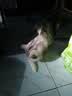 【限量试吃】冻干鸡胸肉猫零食猫粮发腮猫粮鸡小胸鸡肉干鸡脯肉 冻干鸡小胸【净含量500g】袋装 实拍图