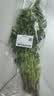 带根香菜100g 实拍图