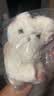 威尔通（WELTSTON）毛绒玩偶小猫咪玩具德文猫仿真公仔布偶猫咪送女孩生日礼物女生士 实拍图