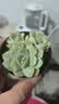 随机多肉植物盆栽新手好养易存活办公室桌面绿植 随机发货（1盆） 实拍图