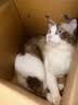 素力高（SolidGold）猫粮美毛进口高蛋白鳕鱼鱼油猫粮12磅/5.44kg 实拍图