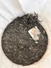 自由点有机纯棉表层系列卫生巾 超薄透气 夜用280mm6包30片 京东自营 实拍图