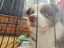 泽硕宁狗笼子大中小型犬狗窝带厕所折叠便携猫笼子超大号狗狗围栏宠物笼 黑色狗笼【加粗加固】赠厕所托盘 中大型犬【30斤内】71*50*60 无毛边/无倒刺/不卡脚 实拍图