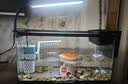 阔庭（KUOTING）鱼缸水族箱客厅桌面生态透明造景家用带灯懒人制氧过滤金鱼缸黑色 实拍图
