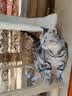 珑小宠猫爬架猫窝加粗大型猫树一体太空舱猫架子小户型不占地麻绳猫玩具 160cm 7层 【新款大太空舱Y36】 实拍图