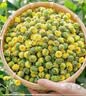 福茗源花草茶 菊花茶胎菊250g 特级无硫头采胎菊茶白菊花蕾泡水喝养生茶 实拍图