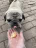 疯狂小狗宠物狗狗零食磨牙棒洁齿 小型犬洁齿甜甜圈鸡肉味80g（40g*2） 实拍图