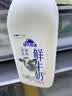 蒙牛（MENGNIU）现代牧场鲜牛奶1500ml巴氏杀菌桶装鲜牛奶 实拍图