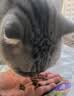 自然光环Halo猫粮成猫【新品】纯鲜肉增肥美毛护肤成猫粮鸡肉味试吃装50g 实拍图
