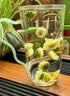 古茶养仁特级胎菊花茶正宗安徽黄山无熏无硫添加特级护肝去火黄养生茶80g 一罐【胎菊王】体验装 实拍图
