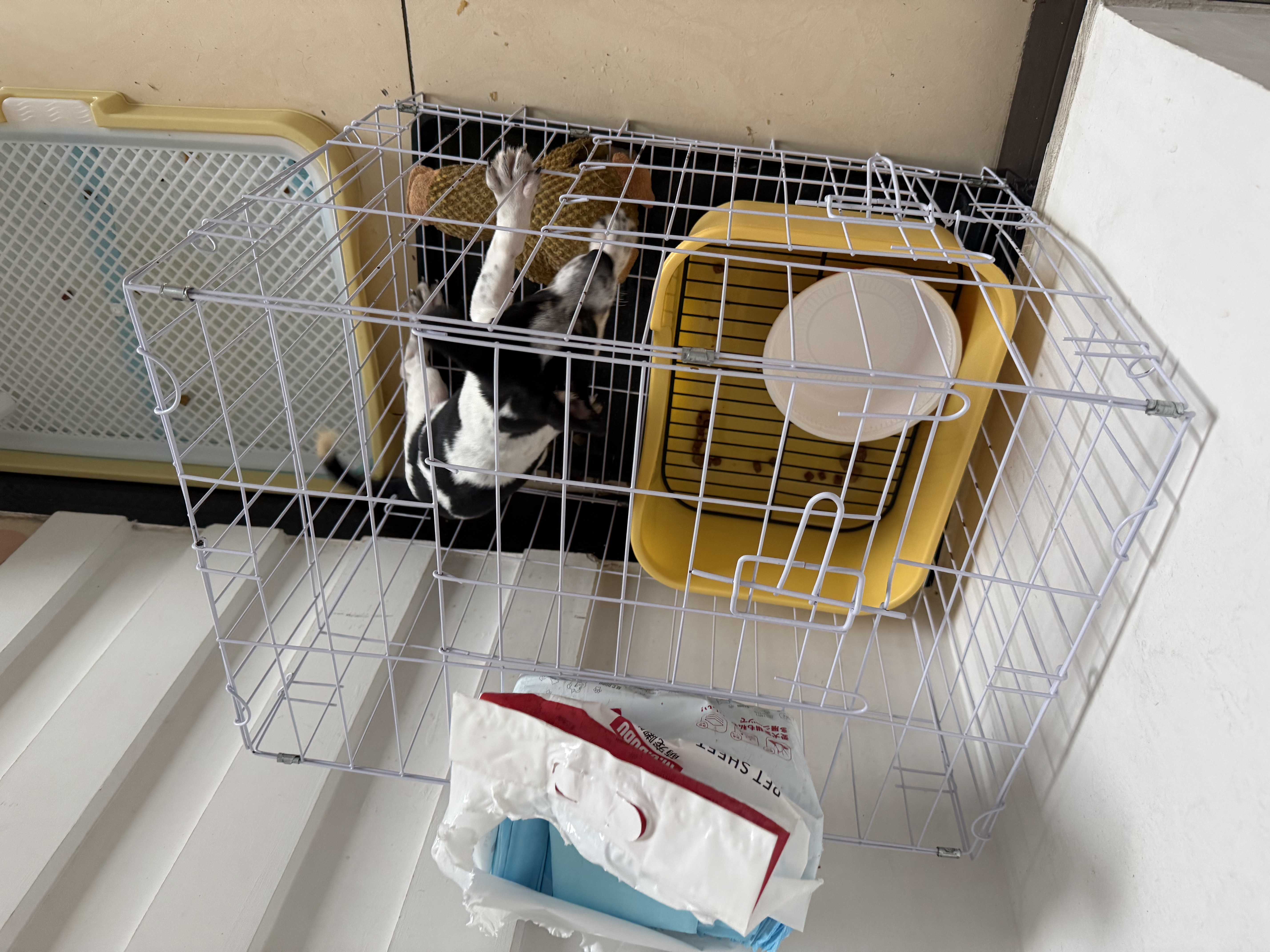 贝初众狗笼小中大型犬狗笼子猫笼带厕所加粗折叠宠物笼子柯基笼幼犬狗笼 白色加粗狗笼62*43*53【15斤内】 白色带厕所托盘 清洁方便 无毛边无倒刺不卡脚 实拍图