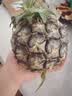 广东湛江徐闻菠萝 香水菠萝 热带水果 【活动期间合并发货】1个 净重1.3-2斤 实拍图