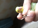 万宠汇 鸟活体虎皮鹦鹉笼养牡丹玄风活鸟学说话手养小太阳鹦鹉宠物鹦鹉 绿色虎皮鹦鹉1只（公母可备注） 实拍图