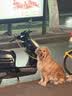 伯纳天纯狗粮中大型犬全价成年犬粮17kg羊肉蔓越莓味囤货装 实拍图