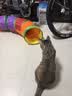 欢宠网猫玩具猫咪猫隧道彩虹钻洞袋子迷宫通道逗猫自嗨神器解闷猫猫小猫 实拍图