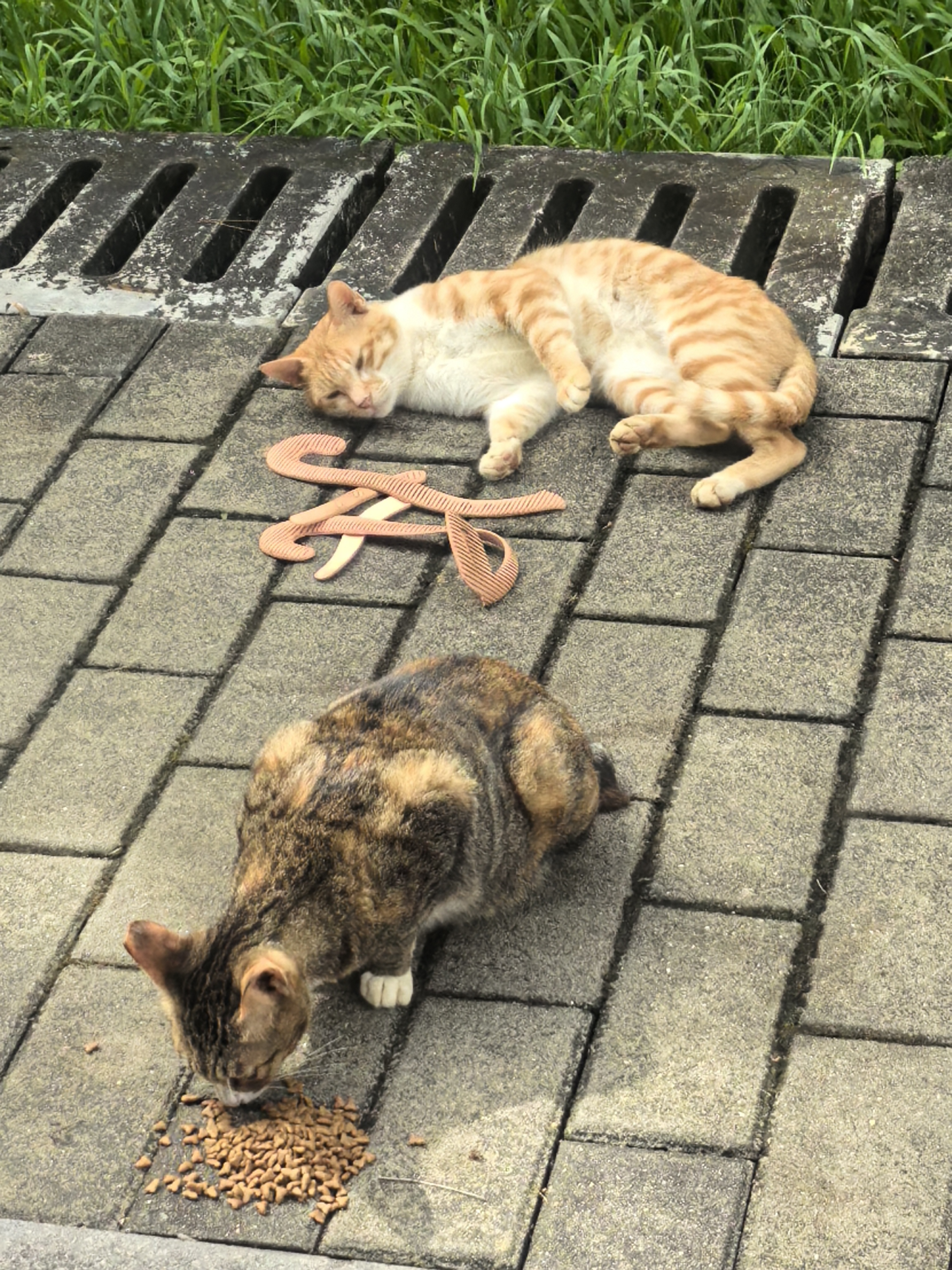 雷米高（RAMICAL）澳宝鲜肉注浆猫粮呵护肠道成猫幼猫猫粮通用型全价全期猫粮2kg 实拍图