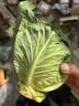 京鲜生山东新鲜包菜绿甘蓝 净重4.5斤 卷心菜甘蓝新鲜蔬菜 源头直发 实拍图