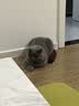 皇家猫粮 英短成猫粮 BS34 通用粮 12月以上 2KG 实拍图