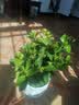 花翁栀子花盆栽四季开花卉大全树苗室内绿植好养易活茉莉花源头直发 实拍图