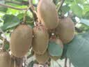 超威亮滑洁厕灵500g*2瓶 卫生间浴室厕所马桶清洁剂 柠檬香氛洁厕液 实拍图