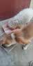 网易严选犬粮全价冻干三拼鸡肉狗粮幼犬成犬小型中大型犬10kg【宠物金选】 实拍图