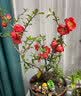 花翁海棠花盆栽树苗重瓣长寿冠盆景老桩庭院阳台绿植室内花卉源头直发 晒单实拍图