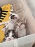 诚实一口P40全价猫粮成猫幼猫室内外80%鲜肉高蛋白长肉美毛鸡鱼味1.5kg 实拍图