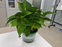 京东绿植绿萝盆栽除甲醛花卉绿植办公室新房净化空气180加仑4盆装源头直发 实拍图