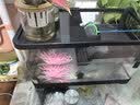 阔庭（KUOTING）鱼龟混养缸乌龟专用缸升降爬台家用客厅办公室生态造景过滤缸黑色 实拍图