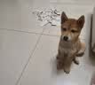 凯锐思 宠物狗狗零食火腿肠幼犬成犬训练奖励香肠混合火腿肠450g 实拍图