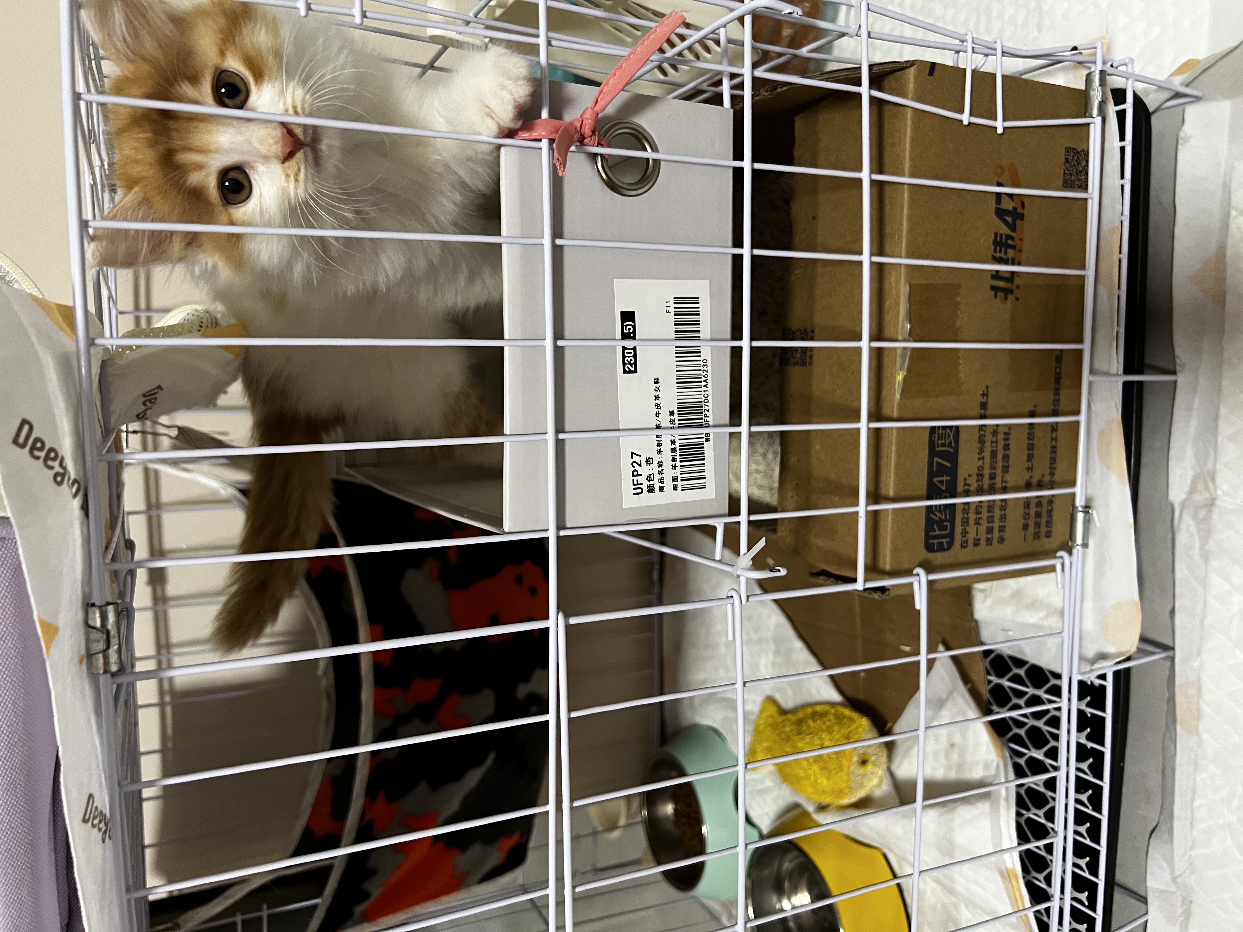 贝初众猫笼子猫咪折叠猫笼家用猫笼子双层大号猫屋宠物笼带厕所一体大猫 60*42*50cm【双层】幼猫大空间 【折叠免安装】豪华大空间/带厕所 加粗加密/真材实料 实拍图