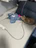 HELLOJOY猫咪玩具自嗨解闷神器智能电动逗猫球自动逗猫棒幼猫遛猫消耗体力 实拍图
