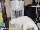 美的家用宠物空气净化器 吸猫毛除过敏源猫猫搭子猫毛净化器杀菌消毒除猫狗异味 卫健委备案 小怪兽PET500【宠物专享】 实拍图