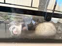 花王（KAO）浴室清洁剂套装1L 卫生间瓷砖玻璃水垢清洁剂水渍去除清洗剂喷雾 实拍图