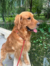 好主人 全价成犬粮狗粮泰迪金毛拉布拉多比熊法斗柯基全犬种10kg/20斤 实拍图