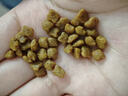 皇家猫粮 幼猫奶糕 幼猫猫粮 BK34 通用粮 1-4月 2KG 实拍图
